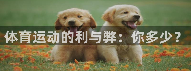 成都金熊猫体育