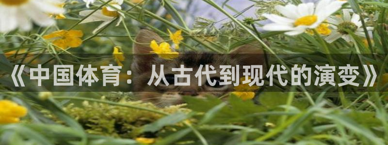 动感熊猫体育公园