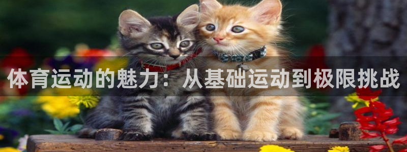 熊猫体育sports
